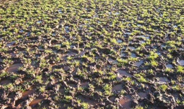 Water lying in compacted depressions in the surface of the ground.